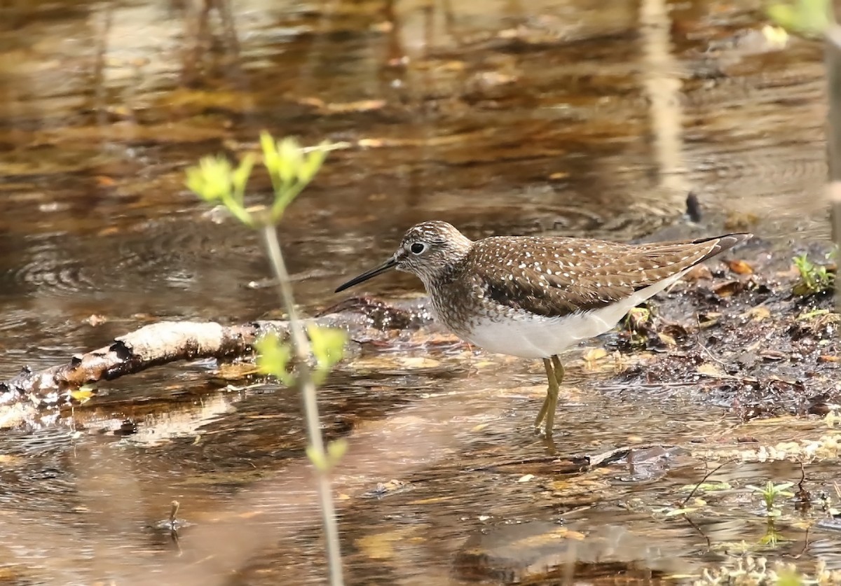 Solitary Sandpiper - Thomas Smith