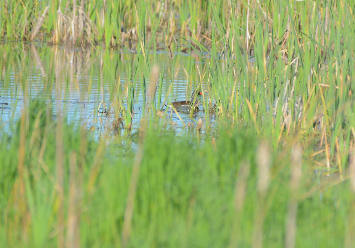 Gallinule d'Amérique - ML101300091