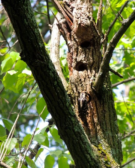 Hairy Woodpecker - ML101300401