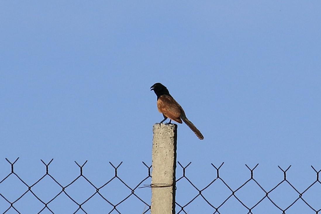 Lesser Coucal - ML101302321