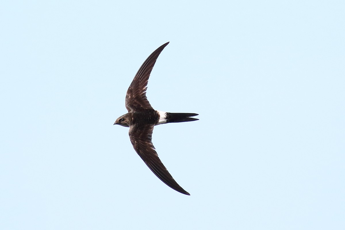 Pacific Swift - ML101302341