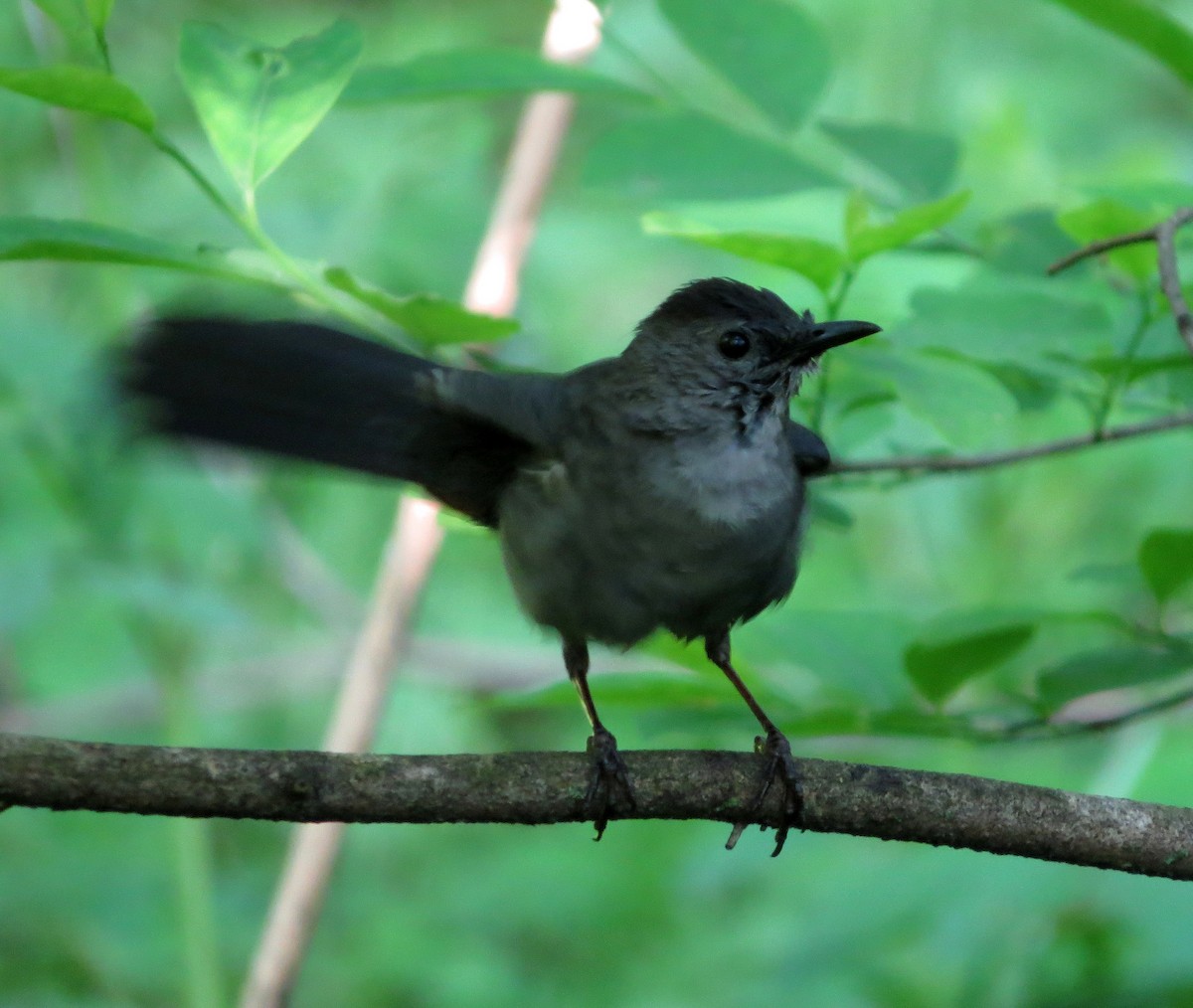 Gray Catbird - ML101302511