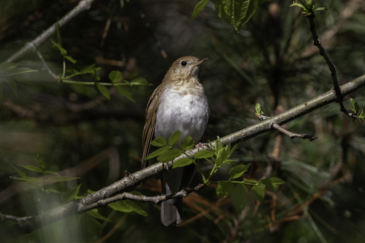 Veery - ML101302971