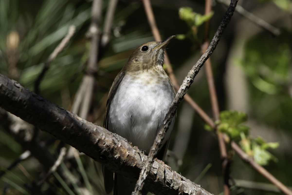 Veery - ML101302991