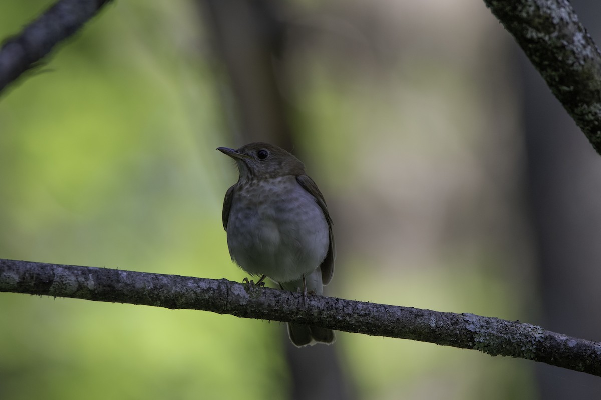 Weidenmusendrossel - ML101303021