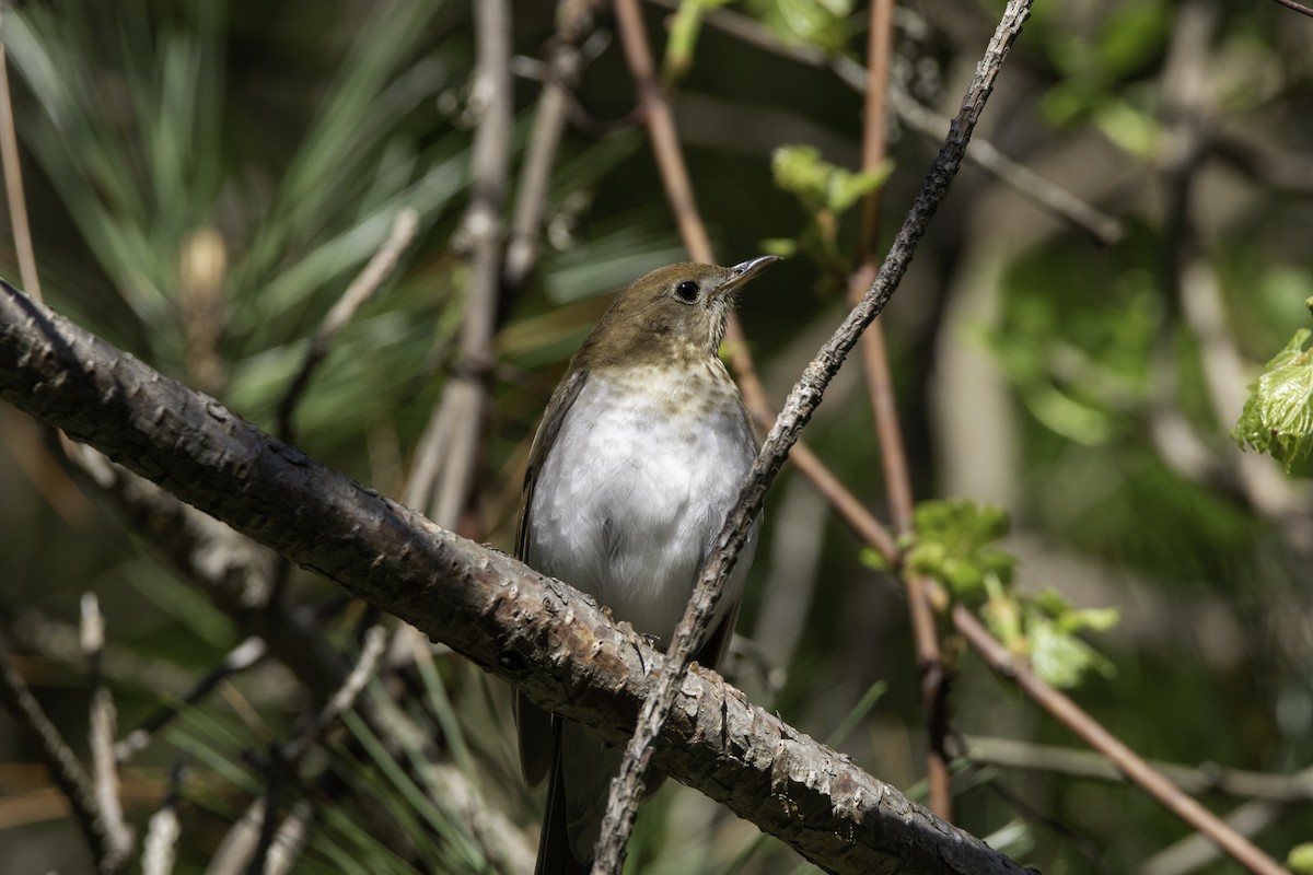 Veery - ML101303031