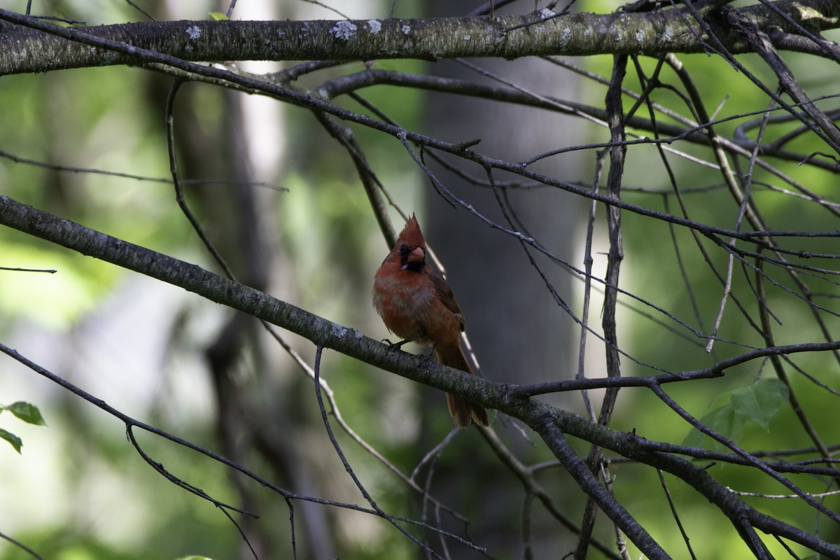 Northern Cardinal - ML101303051