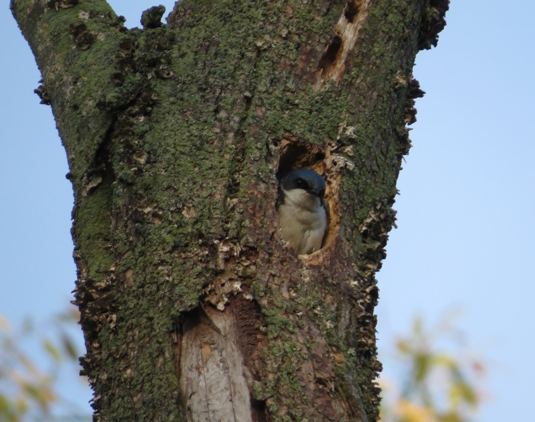 Hirondelle bicolore - ML101304981