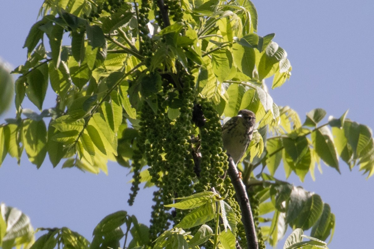 Blackpoll Warbler - ML101305131