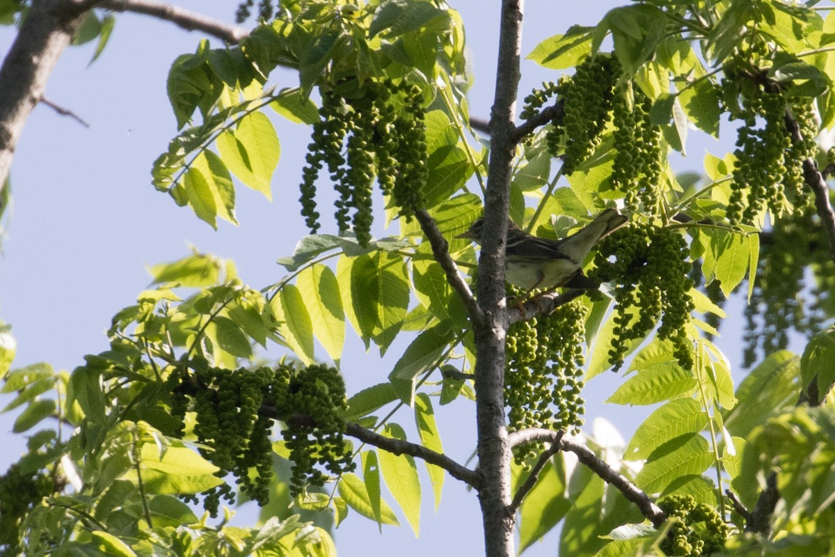 Blackpoll Warbler - ML101305141