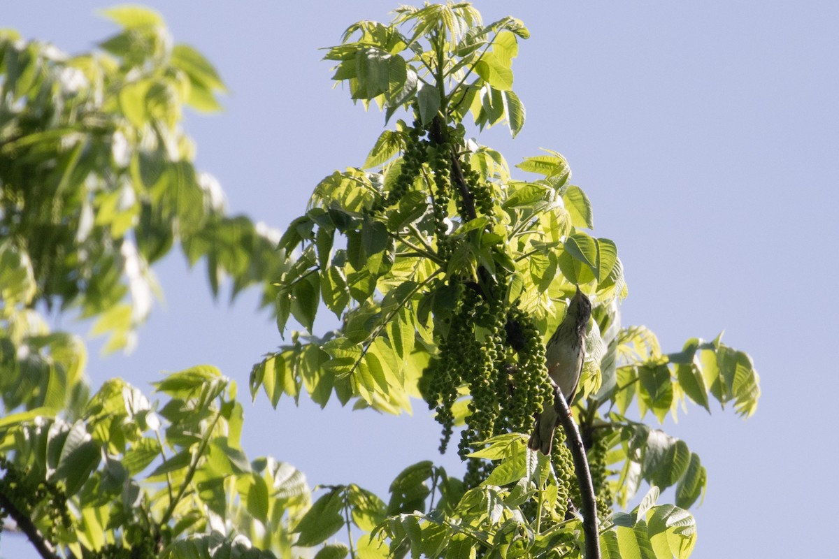 Blackpoll Warbler - ML101305151