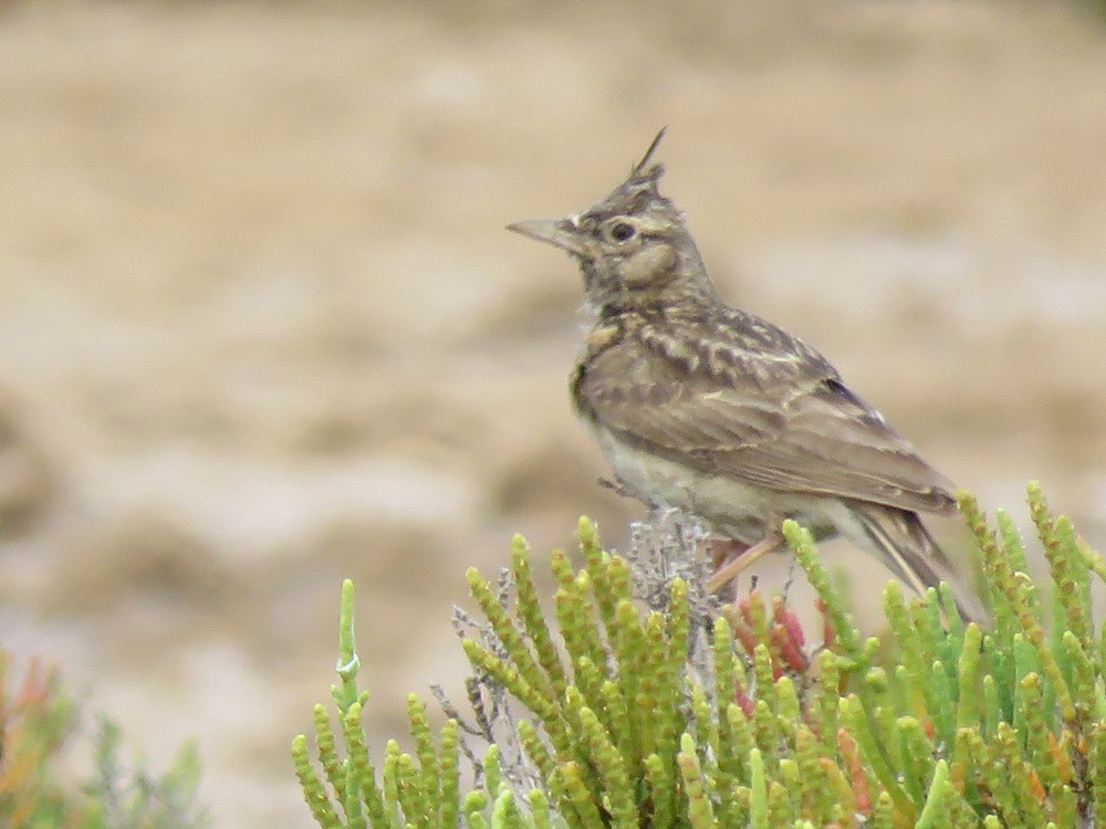 Crested Lark (Crested) - ML101305771