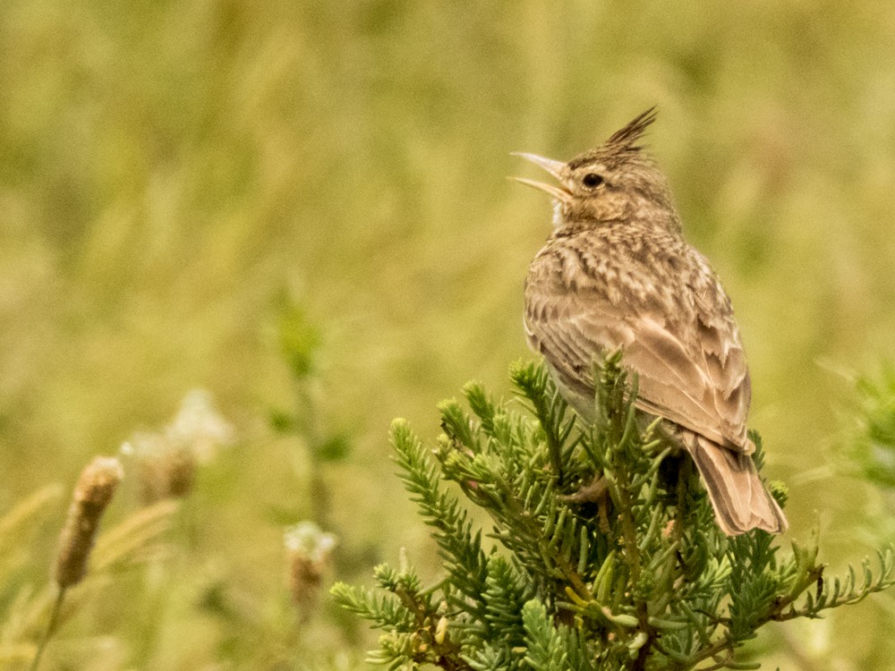 Crested Lark (Crested) - ML101305801