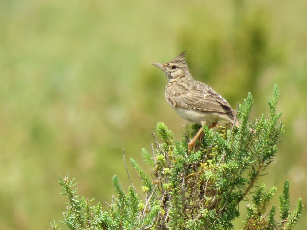 Crested Lark (Crested) - ML101305831