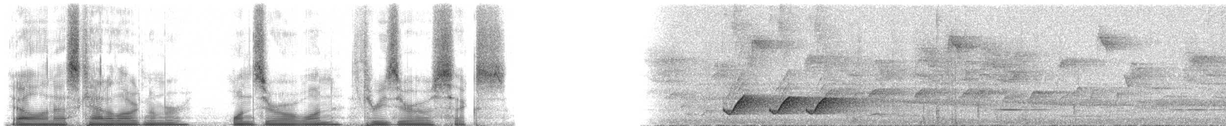 svartbuskvarsler (fuelleborni) - ML101306