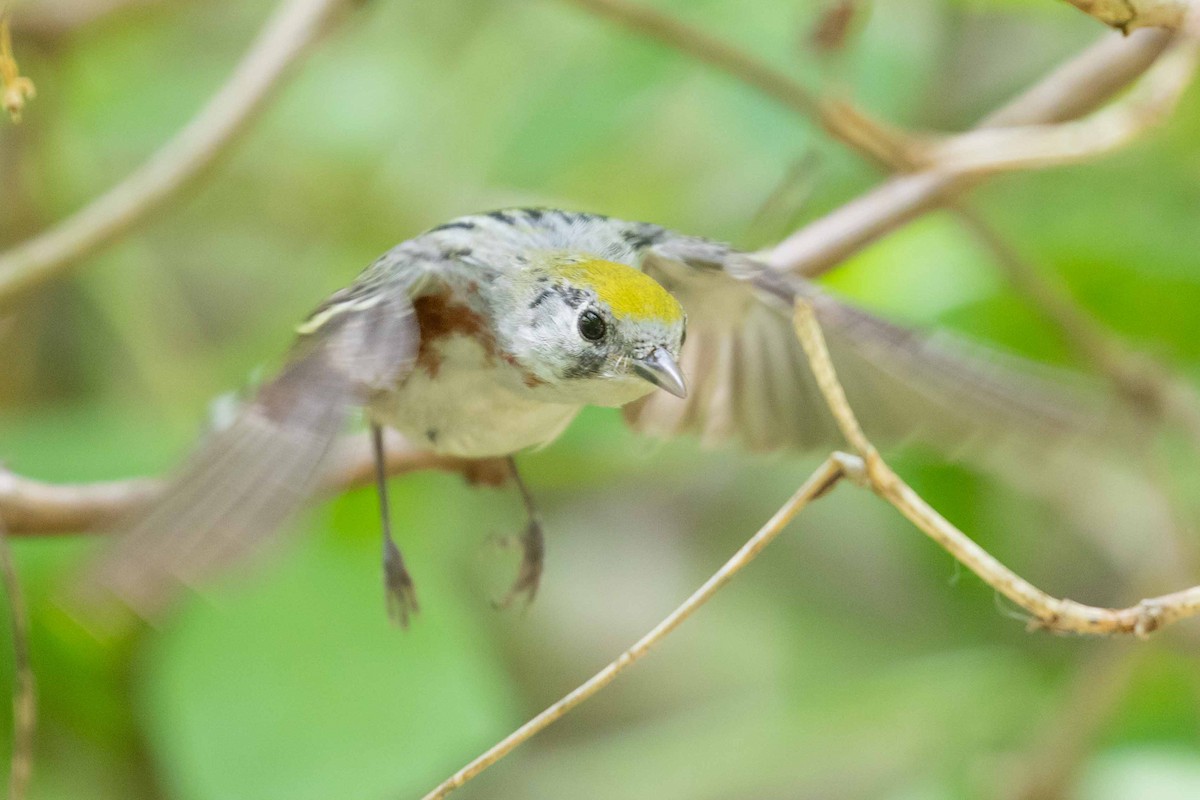 Chestnut-sided Warbler - ML101306191