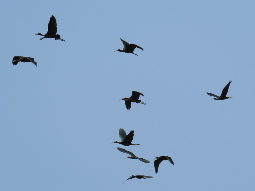 Glossy Ibis - ML101306301