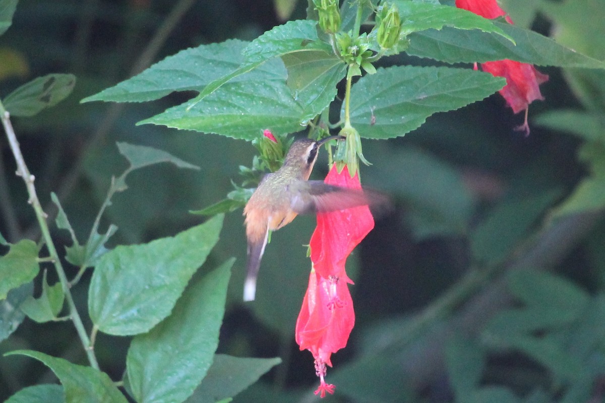 kolibřík Stuartův - ML101306881