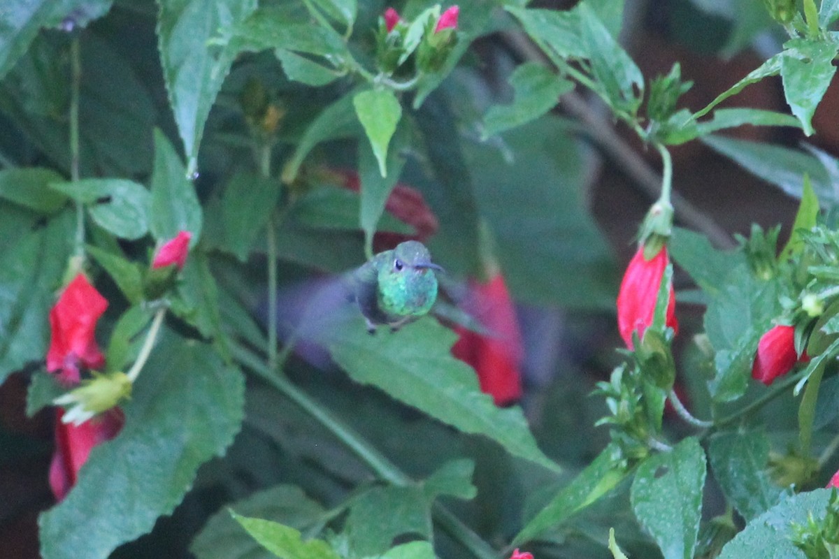 Glittering-throated Emerald - Suzanne Vargas