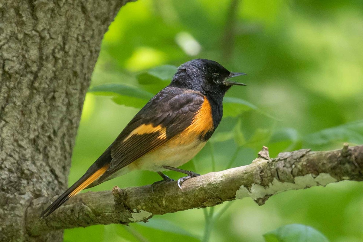 American Redstart - ML101307591