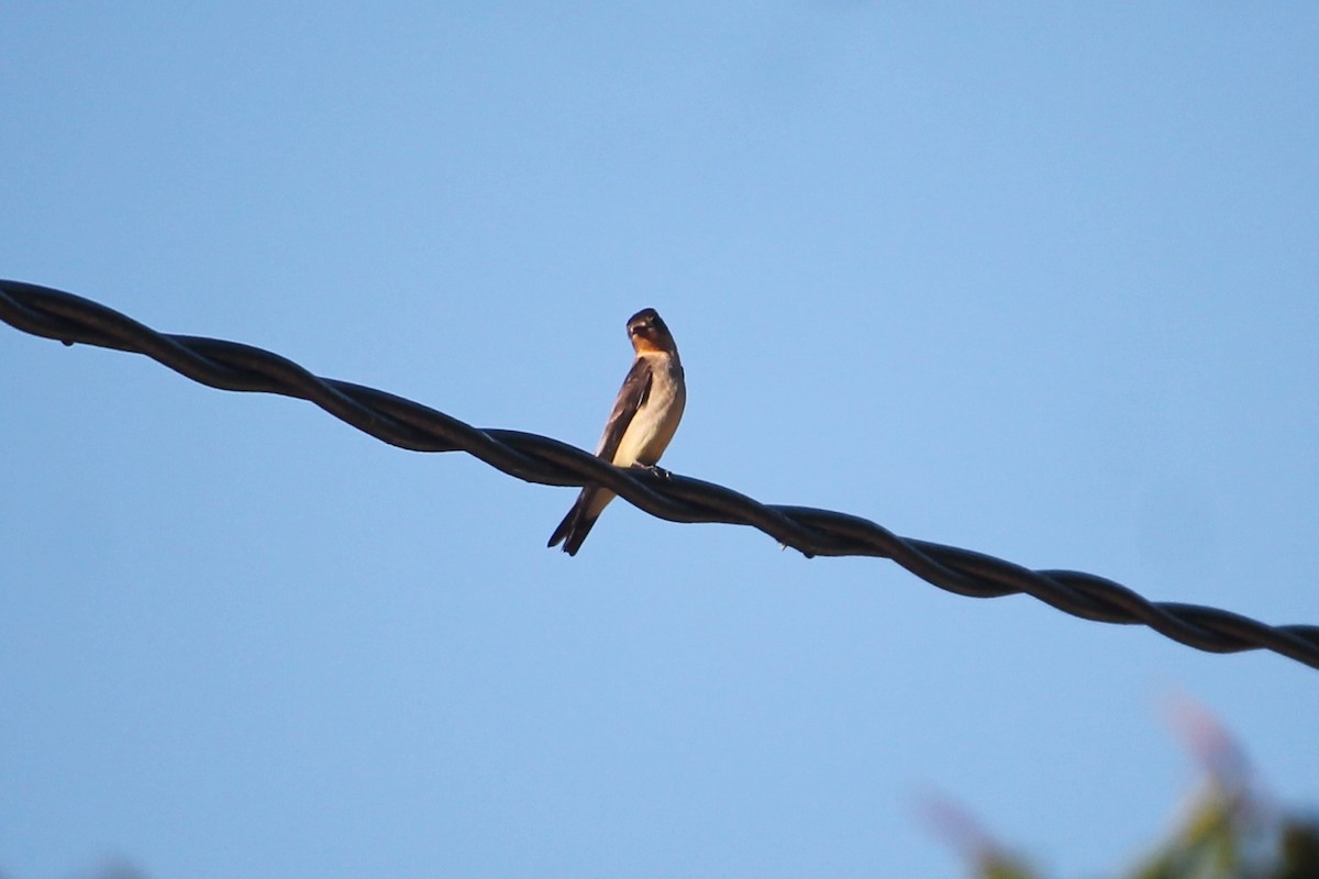 Golondrina Gorjirrufa - ML101307671