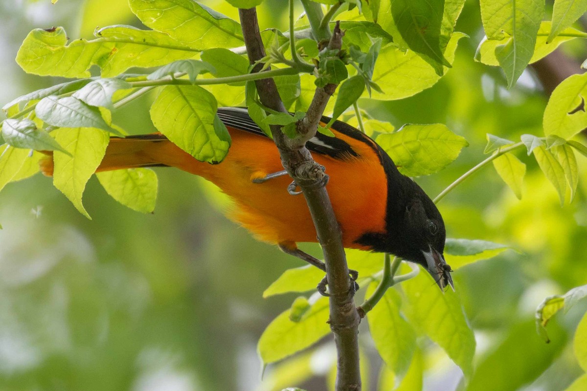 Baltimore Oriole - ML101308371