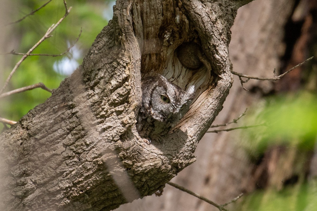 Eastern Screech-Owl - ML101308601