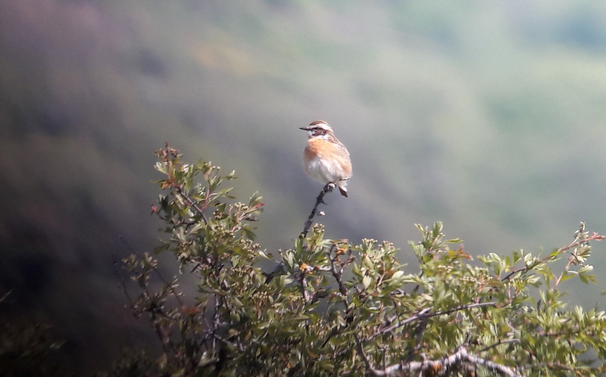 Braunkehlchen - ML101309901