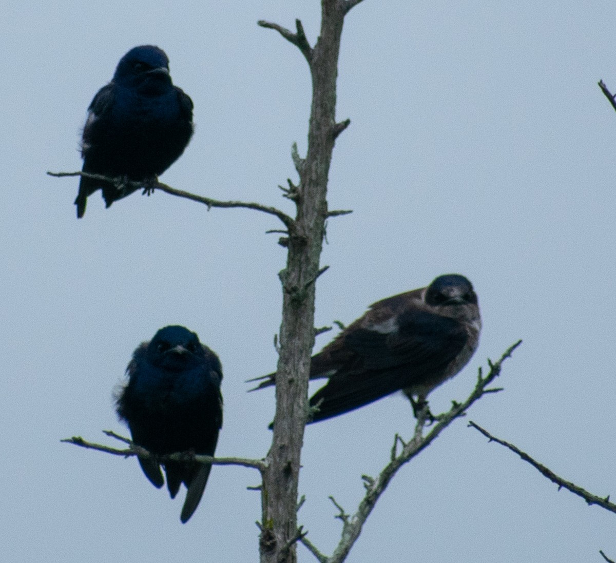 Purple Martin - ML101310781