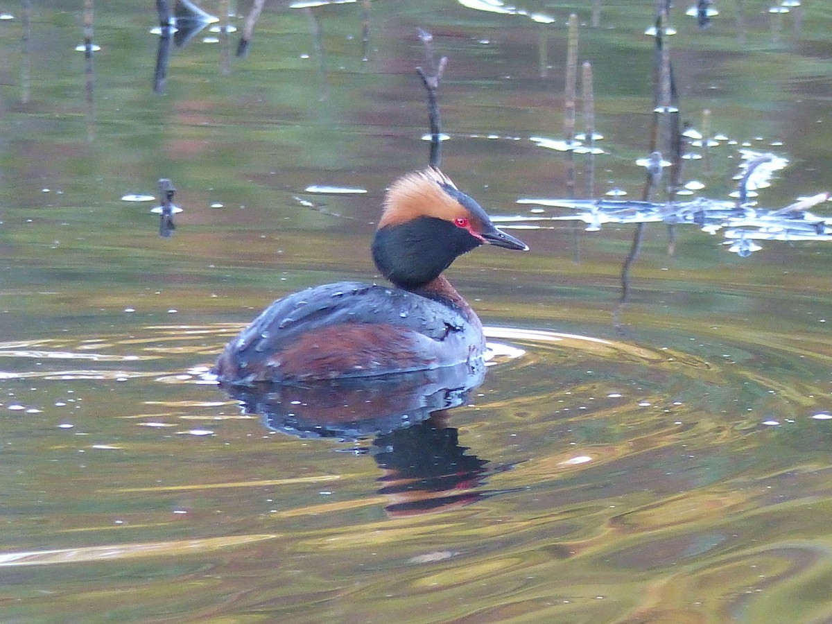 Horned Grebe - Coleta Holzhäuser