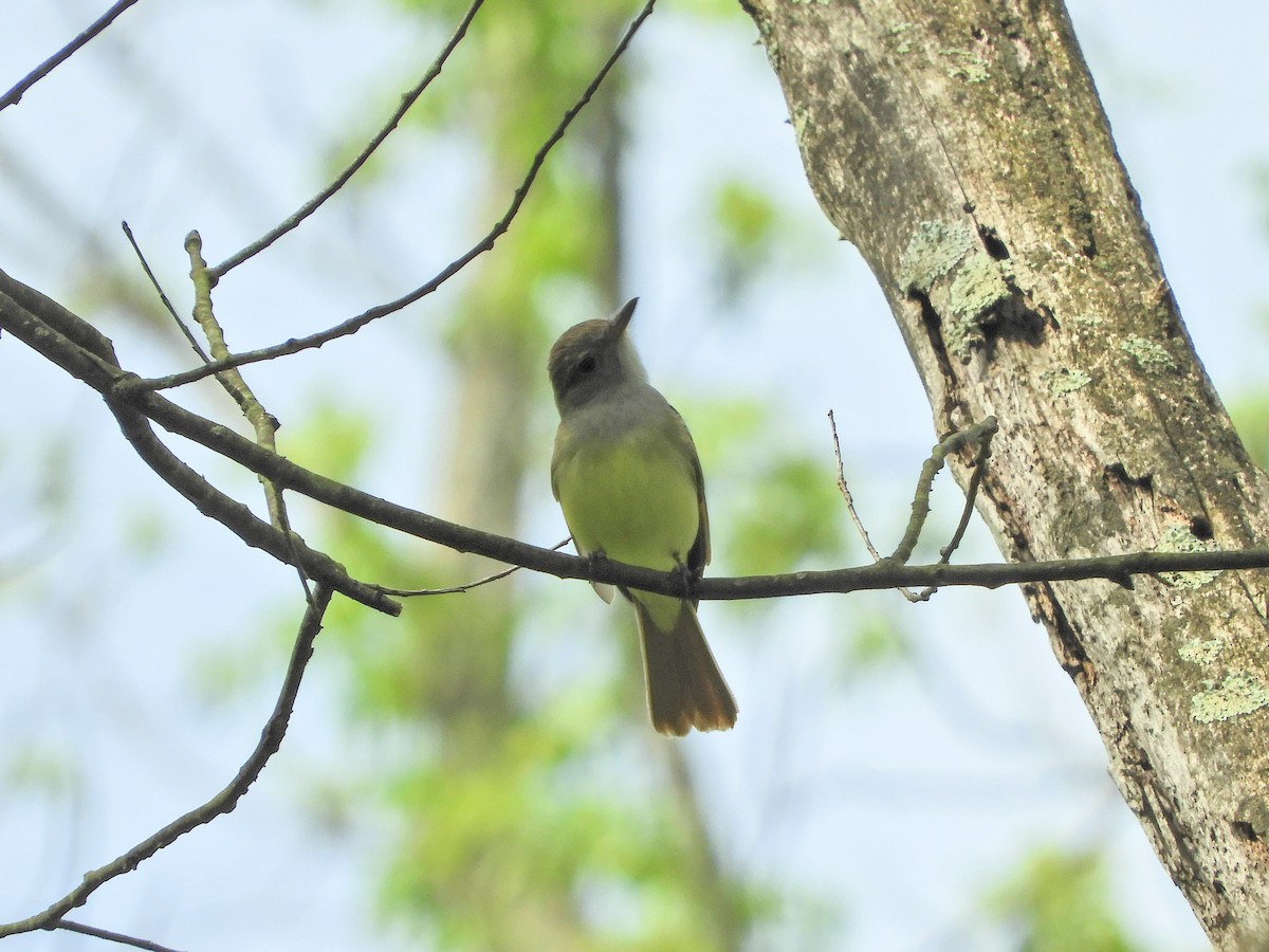 Great Crested Flycatcher - ML101311531