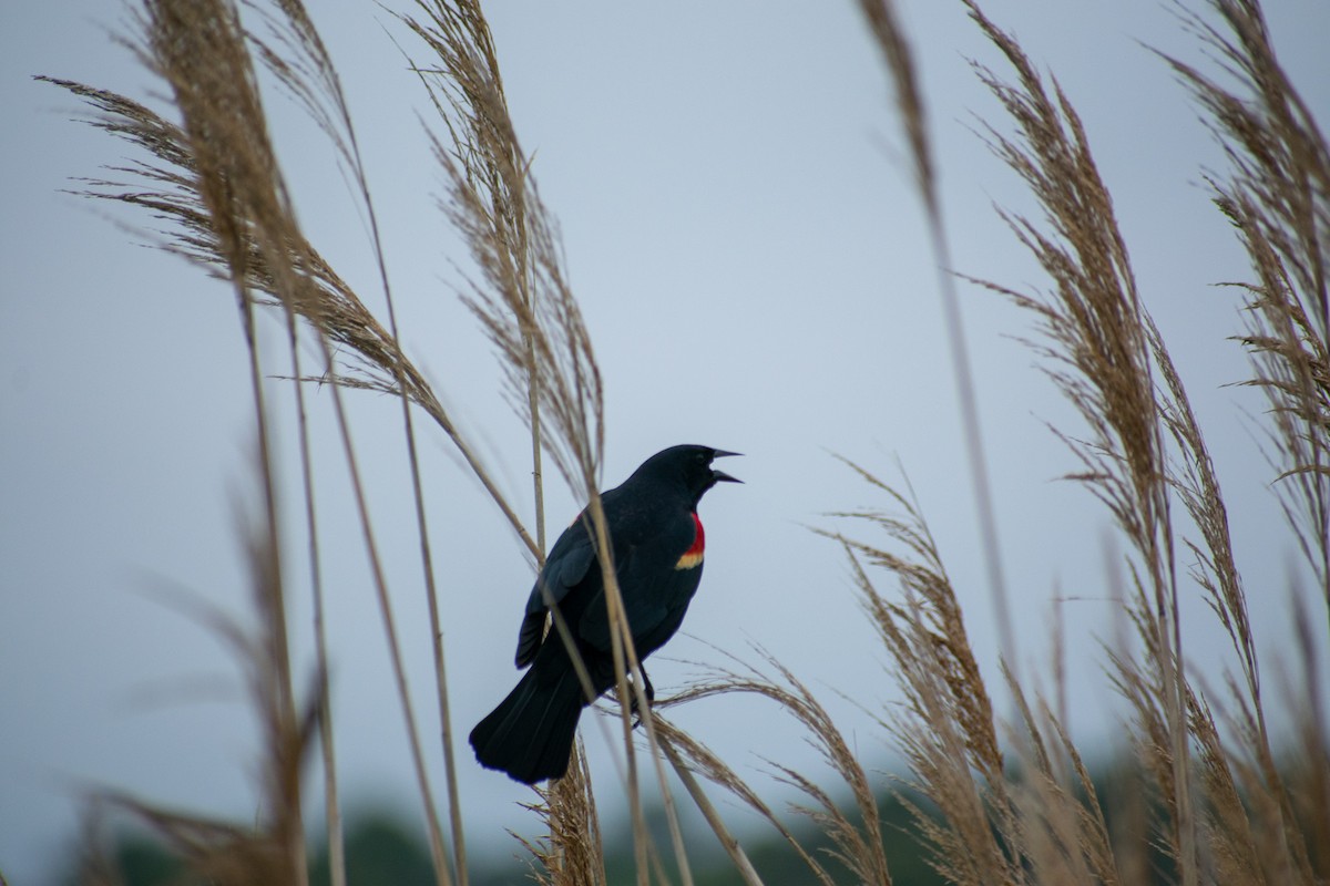 Red-winged Blackbird - ML101311911