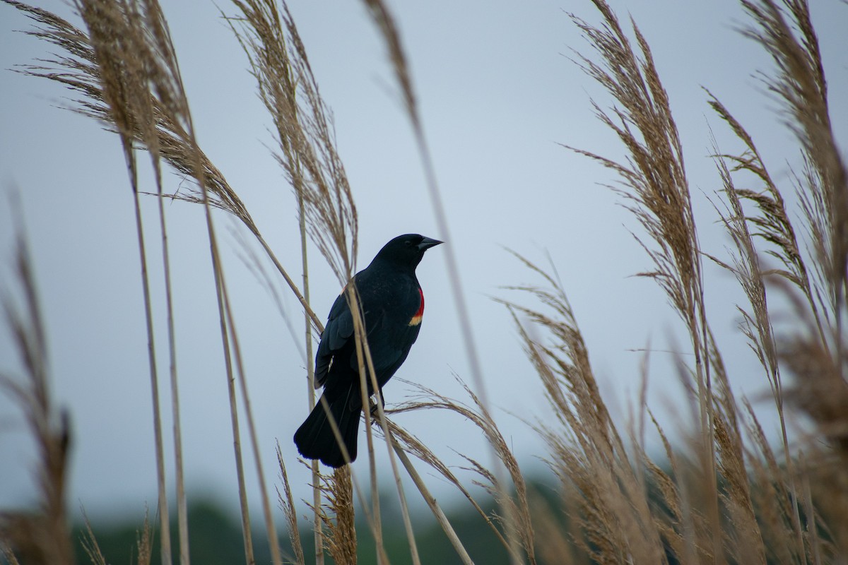 Red-winged Blackbird - ML101311921