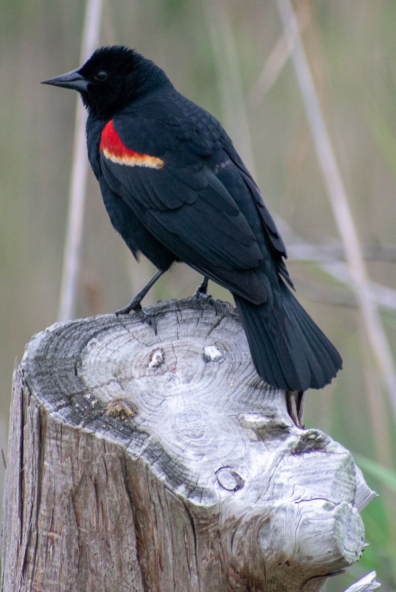 Red-winged Blackbird - ML101311931