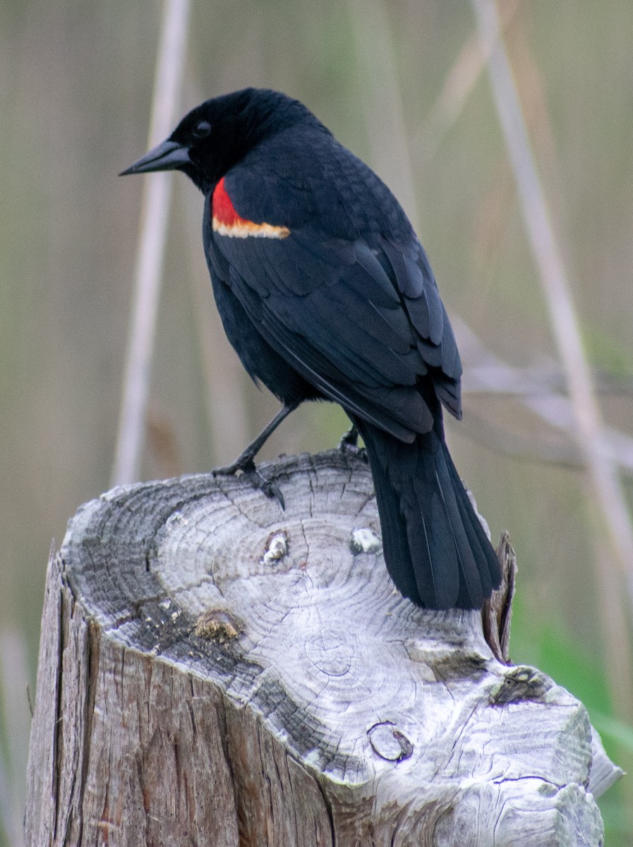 Red-winged Blackbird - ML101311941