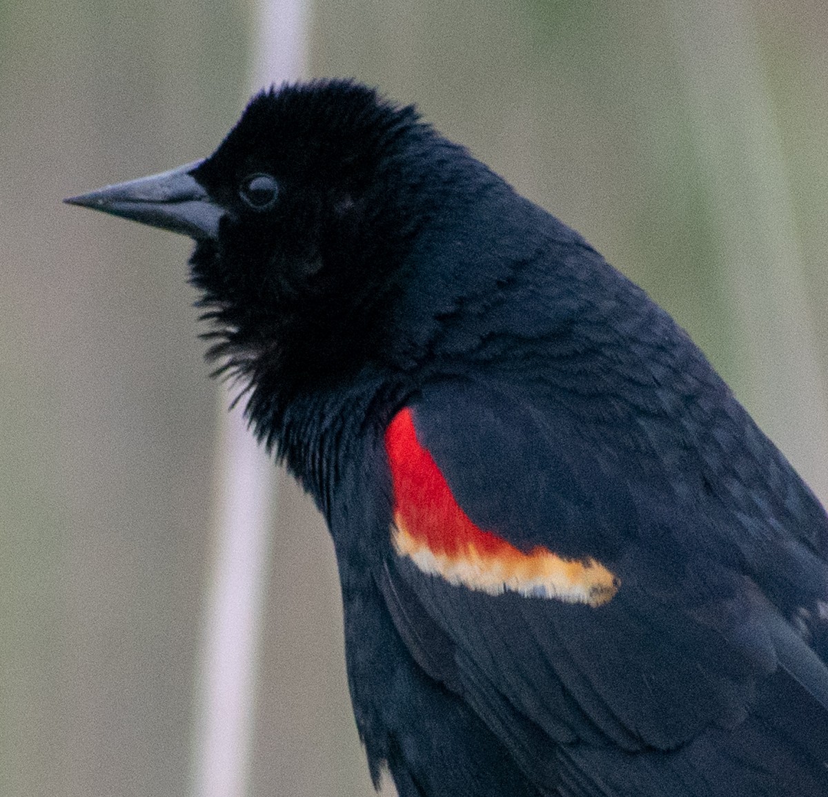 Red-winged Blackbird - ML101311951