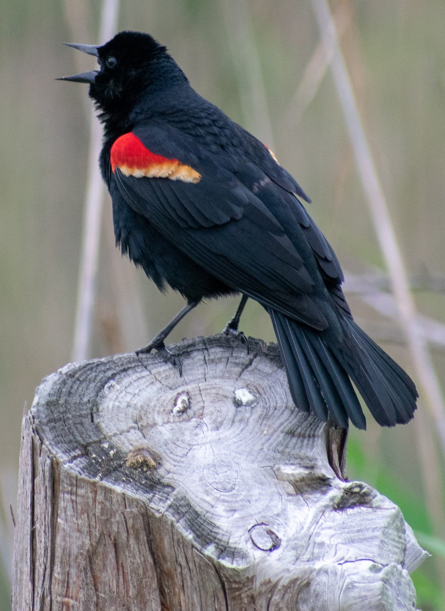 Red-winged Blackbird - ML101311961