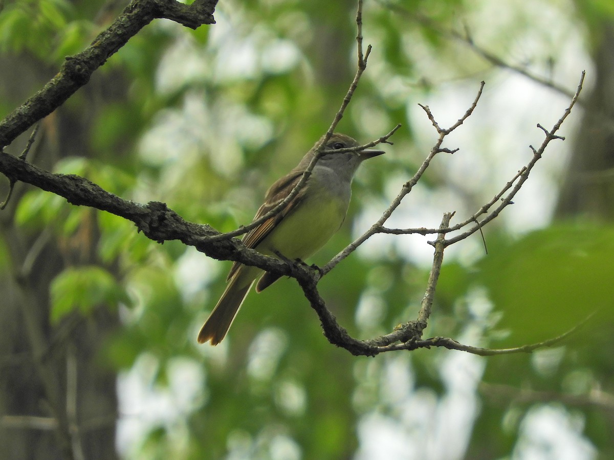 Great Crested Flycatcher - ML101311971