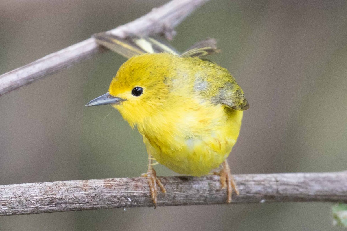 Northern Yellow Warbler - ML101313171