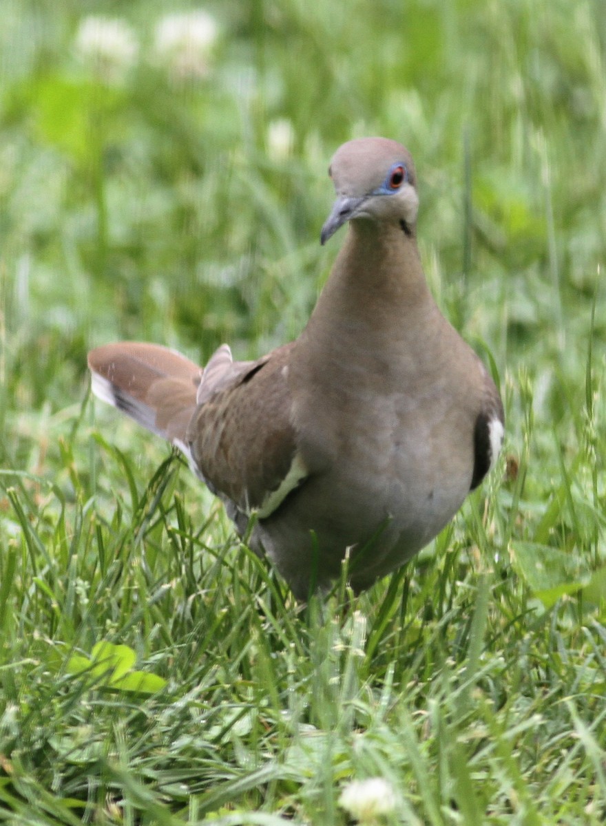 White-winged Dove - ML101313241