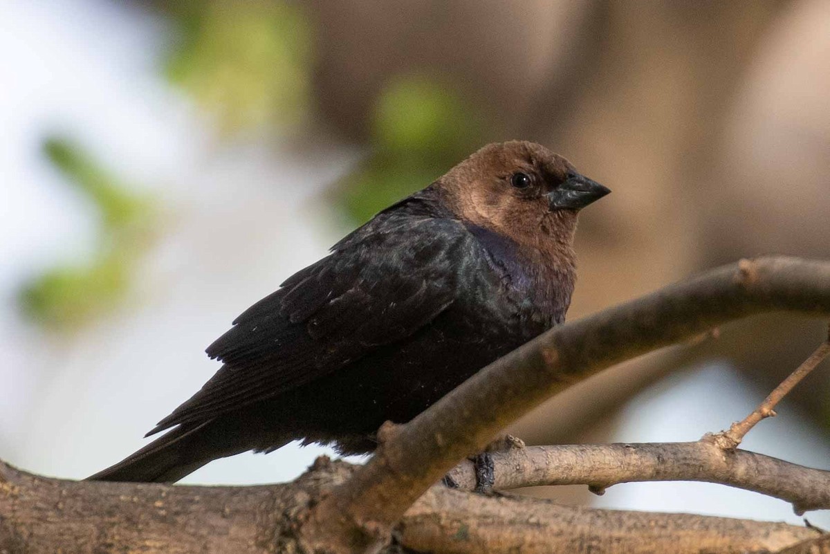 Brown-headed Cowbird - ML101314651