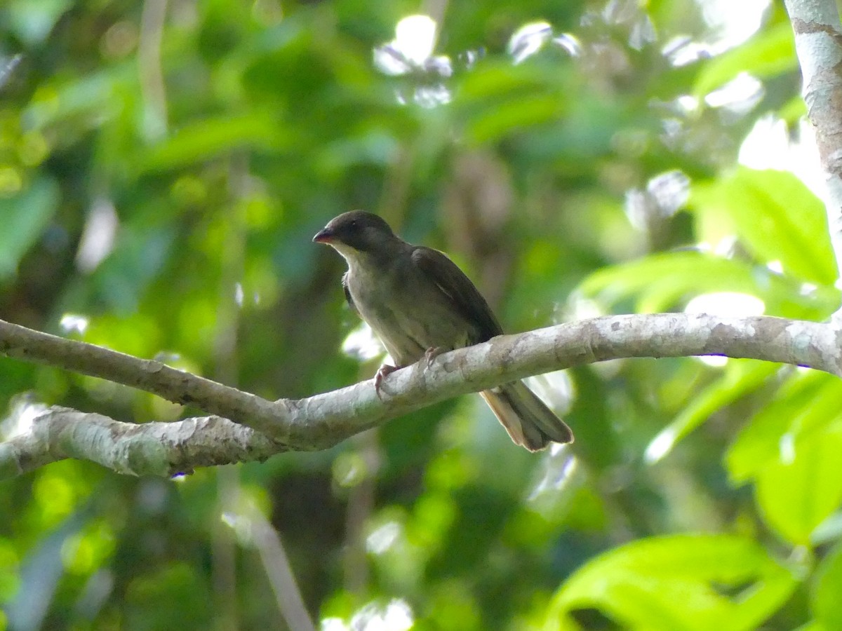 Malaysian Honeyguide - ML101315601