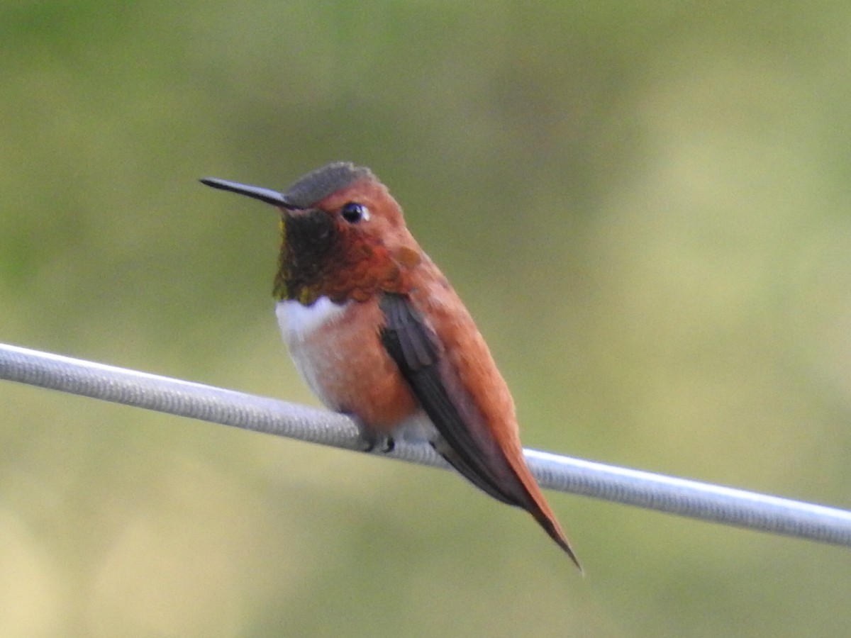 Colibrí Rufo - ML101315621