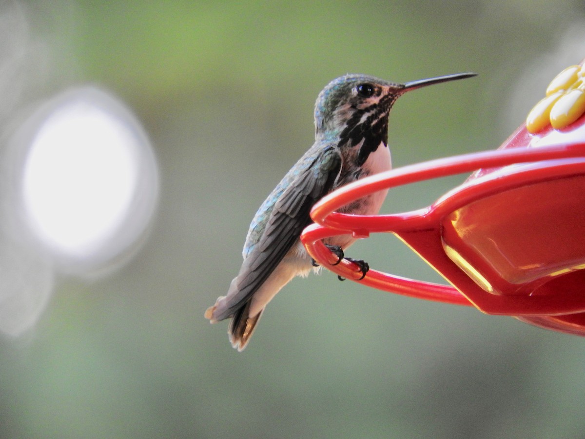 Calliope Hummingbird - ML101315801