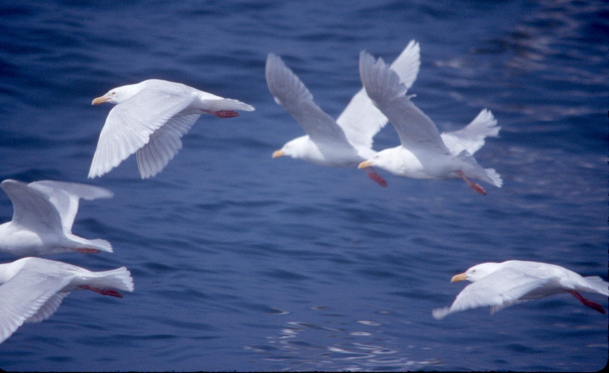 Glaucous Gull - ML101316541