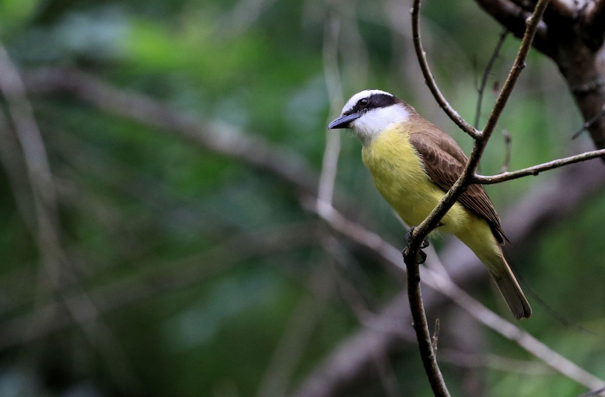 Great Kiskadee - ML101316821