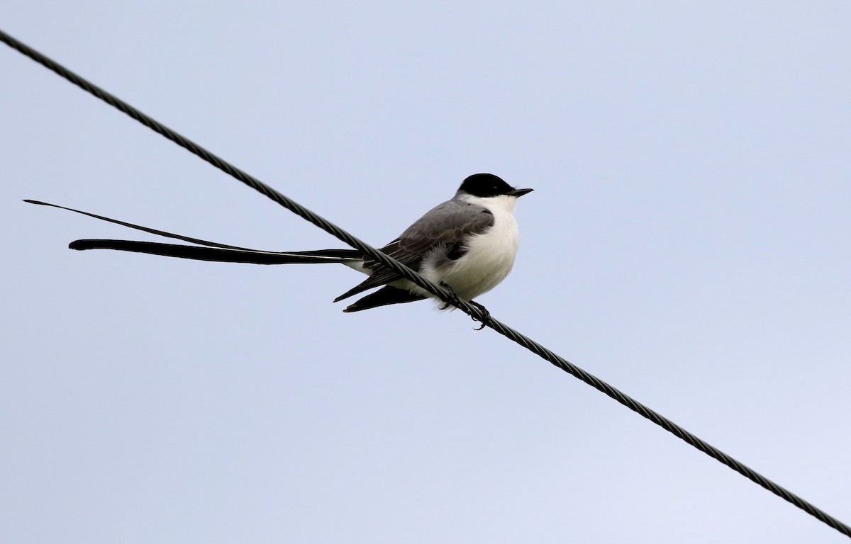 Fork-tailed Flycatcher - ML101316921