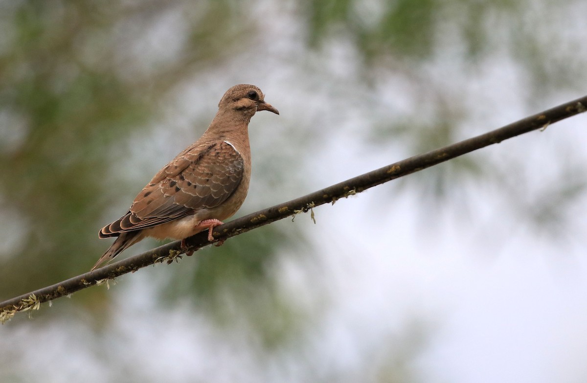 Eared Dove - ML101317071