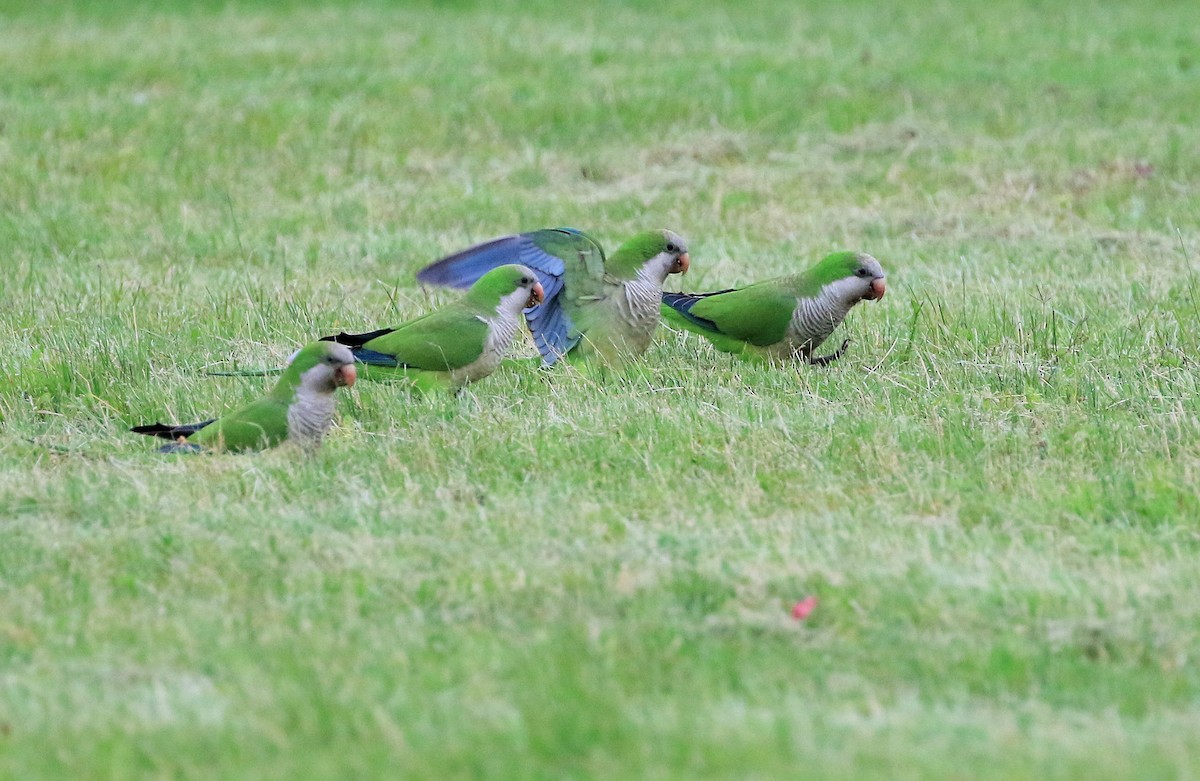 Monk Parakeet - ML101317121