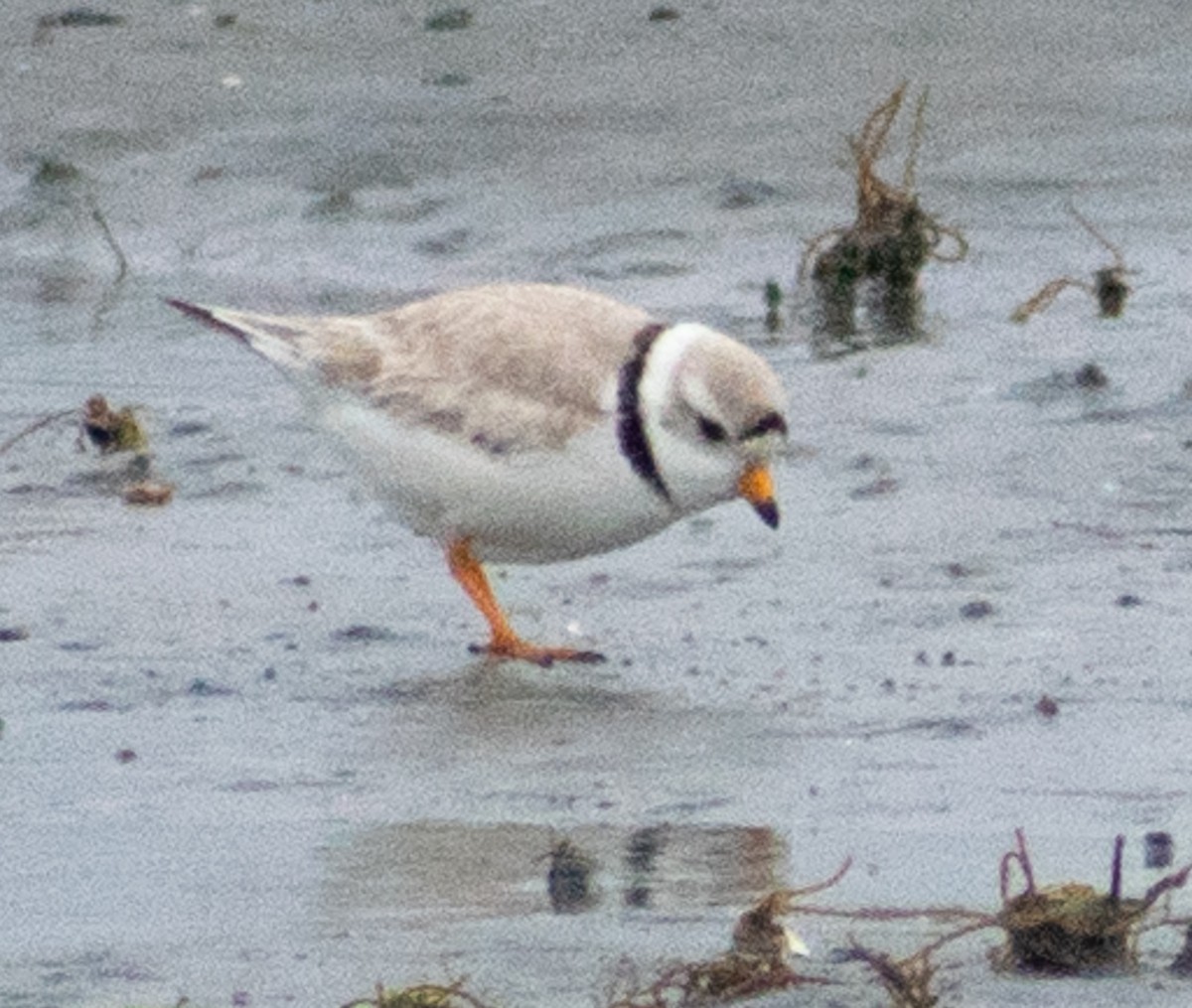 Piping Plover - ML101317161